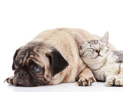 Is your Pet Hurting? | Okaw Veterinary Clinic