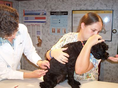 Dr. Foote gives an injection - Okaw Vet Clinic - Tuscola, IL Dr. Foote gives an injection - Okaw Vet Clinic - Tuscola, IL