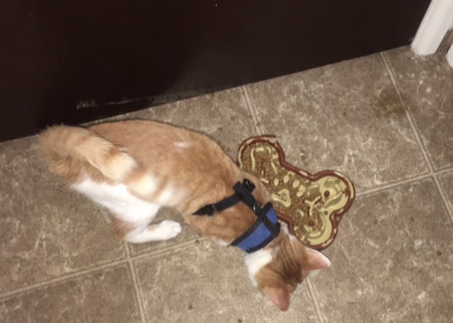 Guzzle Muzzle food puzzle for cat Guzzle Muzzle food puzzle for cat