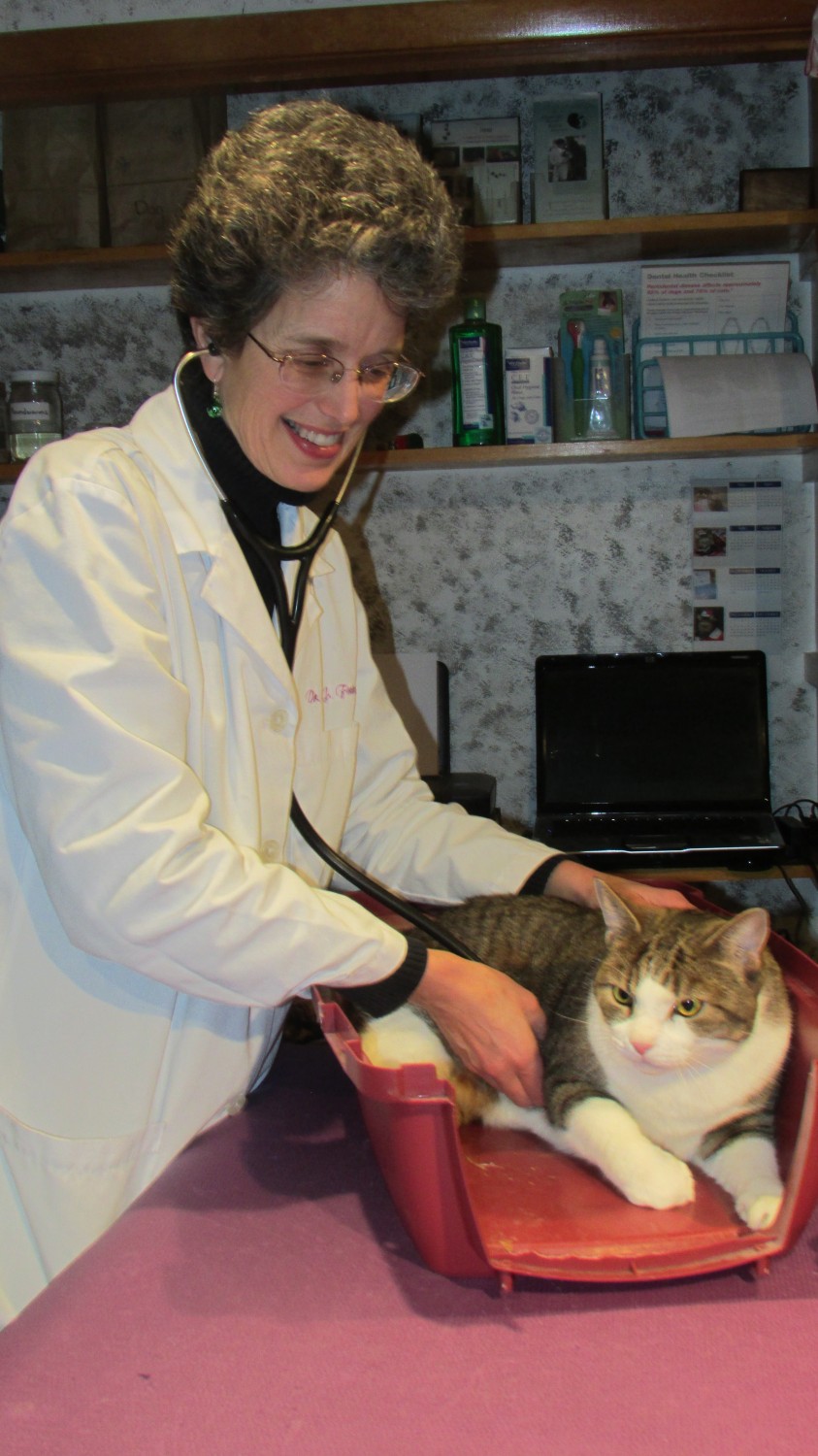 cat exam
