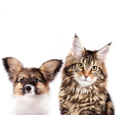 dog and cat dog and cat
