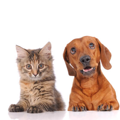 kitten and puppy kitten and puppy