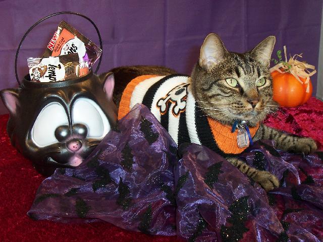 Ranger Halloween Ranger Halloween