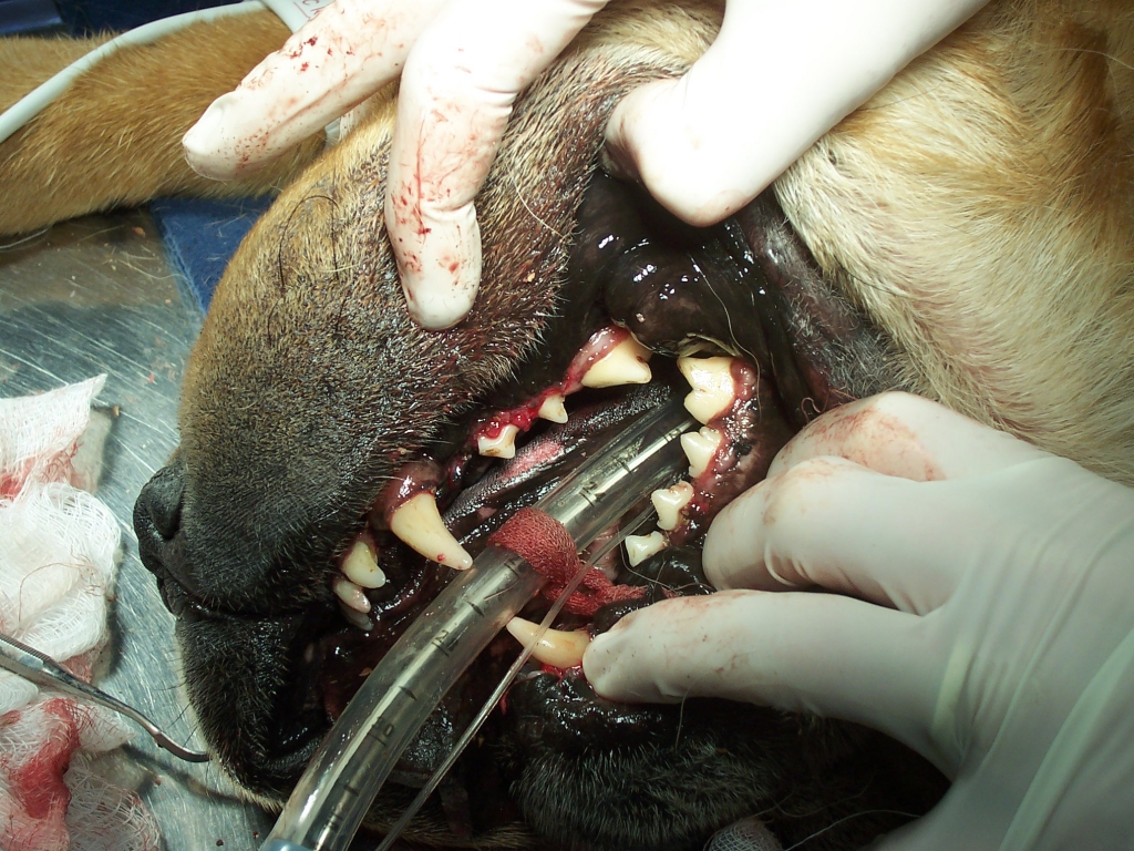 After dental photo - Okaw Vet Clinic - Tuscola, IL