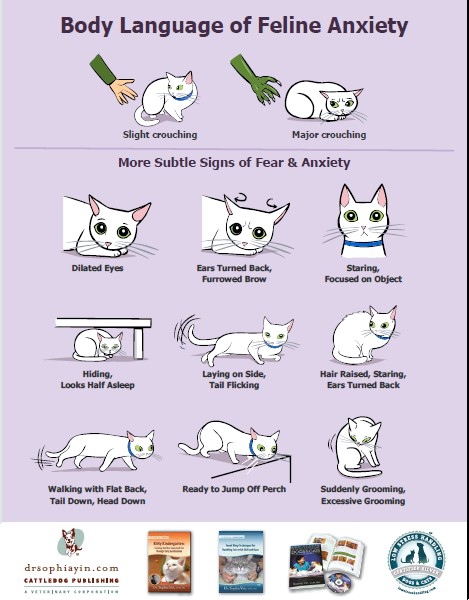 Dr. Yin's cat body lanuage Dr. Yin's cat body lanuage